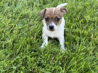 Gorgeous Jack Russell Terrier puppies for sale in Longford