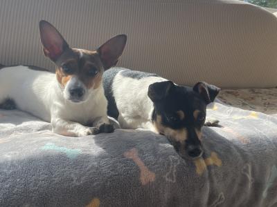 Gorgeous Jack Russell Terrier puppies for sale in Longford