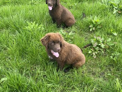 IKC Pedigree Newfoundland puppies in Cork