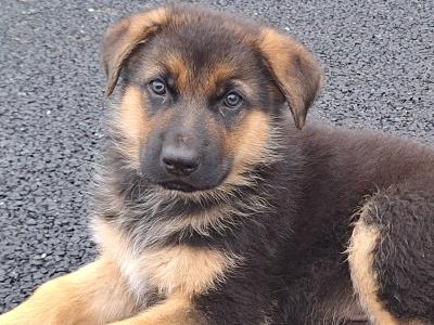 Gorgeous German Shepherd pups in Leitrim - IKC Reg (Pending)