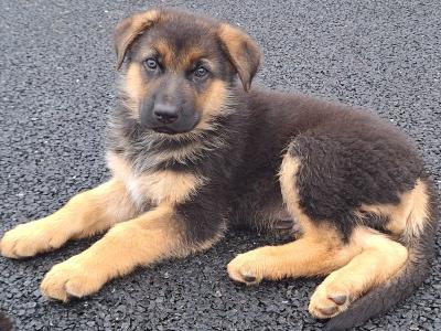 Gorgeous German Shepherd puppies in Leitrim - IKC Registered (Pending)