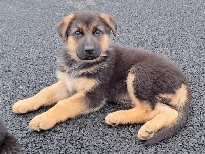 Gorgeous German Shepherd pups in Leitrim - IKC Reg (Pending)