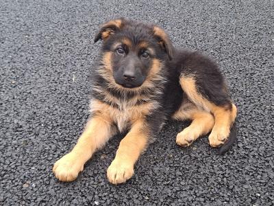 Gorgeous German Shepherd pups in Leitrim - IKC Reg (Pending)