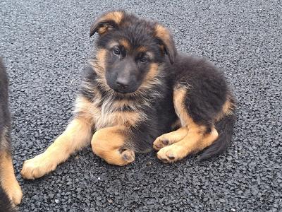 Gorgeous German Shepherd pups in Leitrim - IKC Reg (Pending)