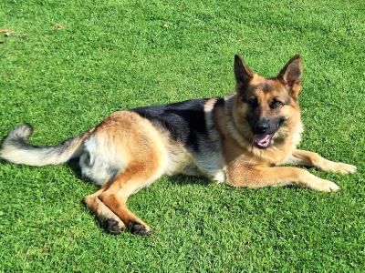 Gorgeous German Shepherd pups in Leitrim - IKC Reg (Pending)