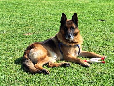 Gorgeous German Shepherd pups in Leitrim - IKC Reg (Pending)