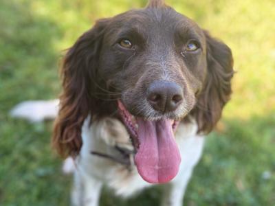 21 months old female Springer Spaniel in Mayo