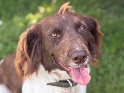 21 month old female Springer Spaniel in Mayo