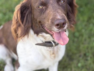 21 months old female Springer Spaniel in Mayo