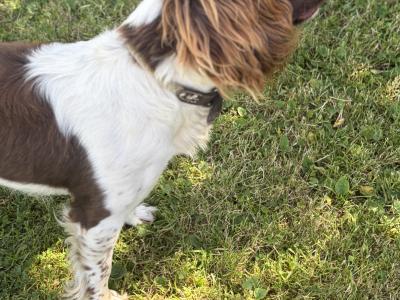 21 months old female Springer Spaniel in Mayo