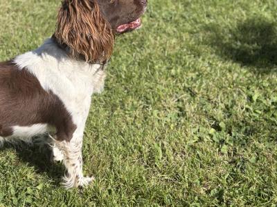 21 months old female Springer Spaniel in Mayo