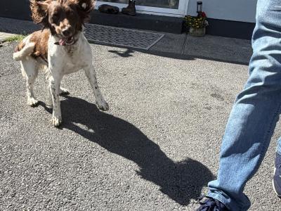 21 months old female Springer Spaniel in Mayo