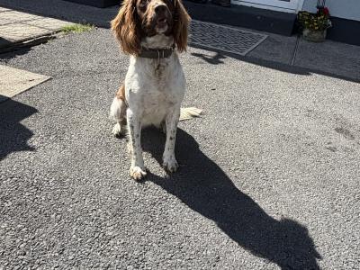 21 months old female Springer Spaniel in Mayo