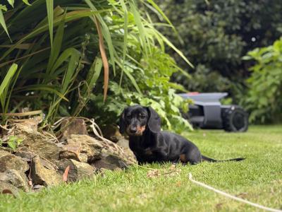 Miniature Smooth Haired Dachshund puppies for sale in Wexford