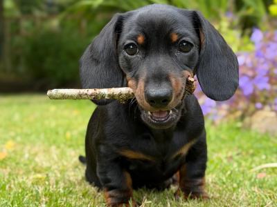 Miniature Smooth Haired Dachshund puppies for sale in Wexford