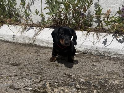 Miniature Smooth Haired Dachshund puppies for sale in Wexford