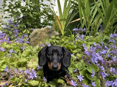 Miniature Smooth Haired Dachshund puppies for sale in Wexford