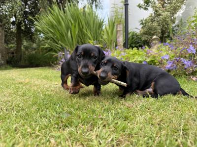 Miniature Smooth Haired Dachshund puppies for sale in Wexford