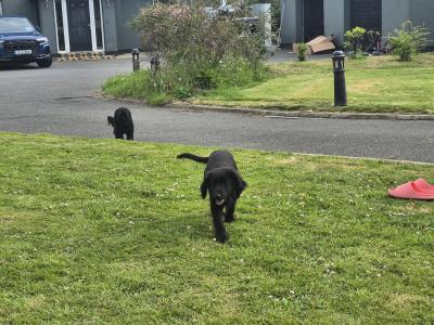 Beautiful female  Cocker Spaniel x German Shepherd puppy 3 months old for sale in Wexford