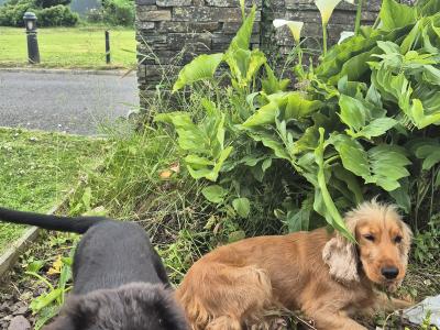 Beautiful female  Cocker Spaniel x German Shepherd puppy 3 months old for sale in Wexford