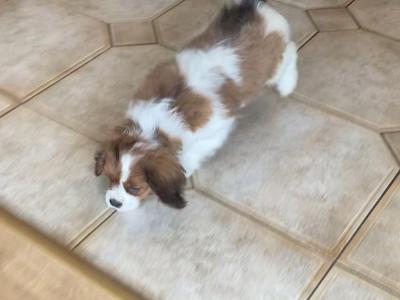 Adorable litter of Cavalier King Charles puppies for sale in Mayo
