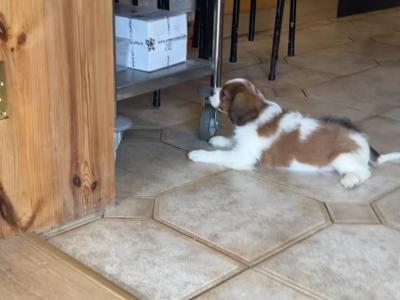Adorable litter of Cavalier King Charles puppies for sale in Mayo