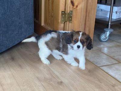Adorable litter of Cavalier King Charles puppies for sale in Mayo