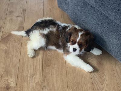 Adorable litter of Cavalier King Charles puppies for sale in Mayo