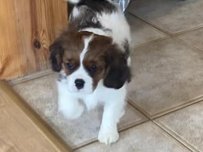 Adorable litter of Cavalier King Charles puppies for sale in Mayo