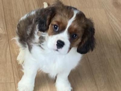 Adorable litter of Cavalier King Charles puppies for sale in Mayo