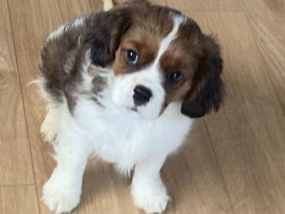 Adorable litter of Cavalier King Charles puppies for sale in Mayo