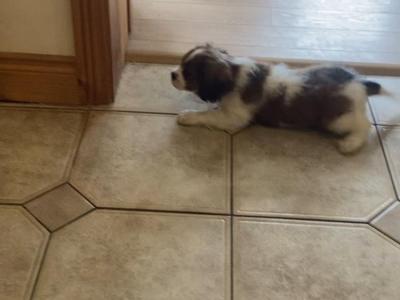 Adorable litter of Cavalier King Charles puppies for sale in Mayo