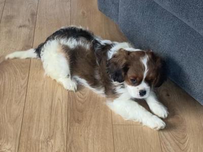 Adorable litter of Cavalier King Charles puppies for sale in Mayo