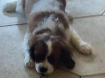 Adorable litter of Cavalier King Charles puppies for sale in Mayo