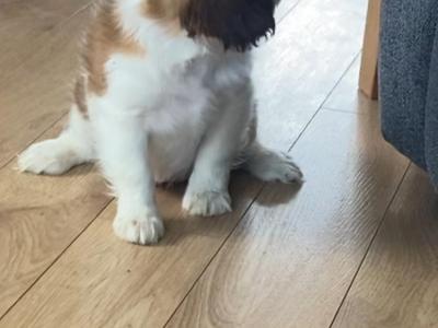 Adorable litter of Cavalier King Charles puppies for sale in Mayo
