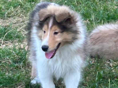 Male Rough Collie puppy for sale in Limerick