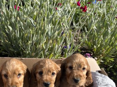 Beautiful Golden Cocker Spaniel puppies for sale in Wexford