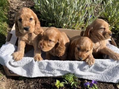 Beautiful Golden Cocker Spaniel puppies for sale in Wexford