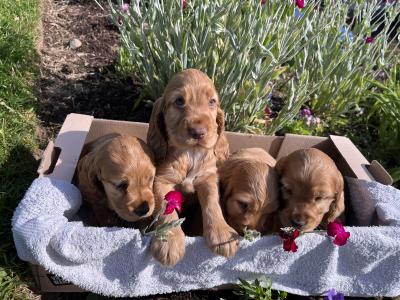 Beautiful Golden Cocker Spaniel puppies for sale in Wexford
