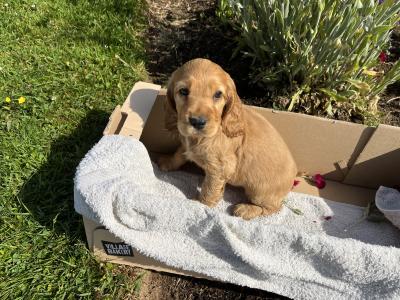 Beautiful Golden Cocker Spaniel puppies for sale in Wexford