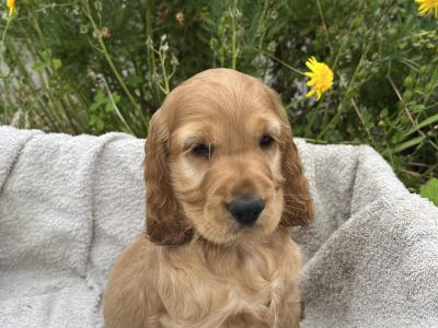 Beautiful Golden Cocker Spaniel puppies for sale in Wexford