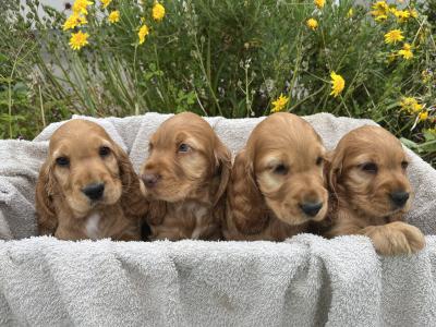 Beautiful Golden Cocker Spaniel puppies for sale in Wexford