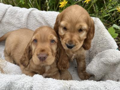 Beautiful Golden Cocker Spaniel puppies for sale in Wexford