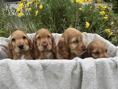 Beautiful Golden Cocker Spaniel puppies for sale in Wexford