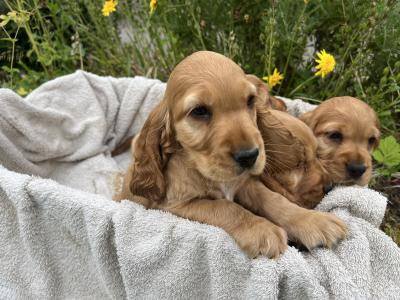 Beautiful Golden Cocker Spaniel puppies for sale in Wexford