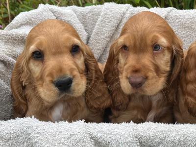Beautiful Golden Cocker Spaniel puppies for sale in Wexford
