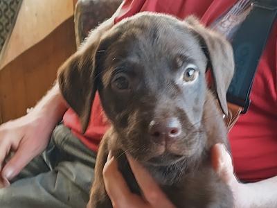 Chocolate Labrador puppies for sale in Mayo