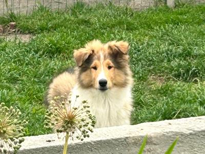 Male Rough Collie puppy for sale in Limerick