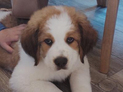 Bernese Mountain Dog x St Bernard puppy in Cork