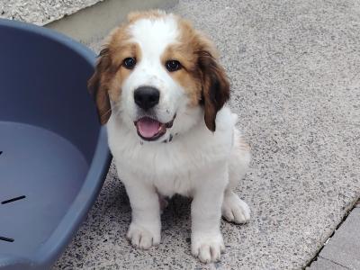 Bernese Mountain Dog x St Bernard puppy in Cork